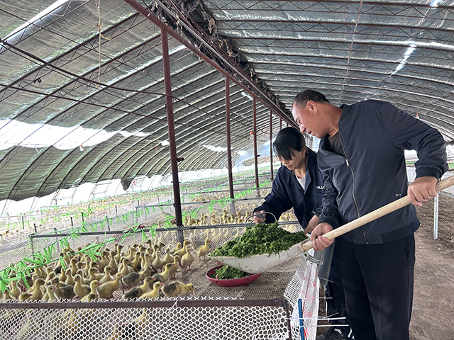 李雲建正在投喂精心配比的飼料。珍珍 攝）