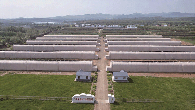 南果北種示范基地。