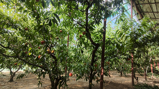 宝龙山镇的油桃种植大棚里果香漫溢。张都日娜摄
