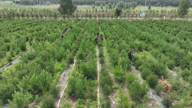 扎鲁特旗蓝靛果采摘基地迎来采摘季。佳佳摄
