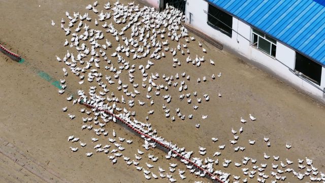 标准化养殖基地棚舍整洁明亮。