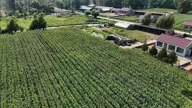 （巴彥毛都蘇木南阿布哈嘎查黨建引領種植甜玉米 巴彥毛都蘇木人民政府供圖）