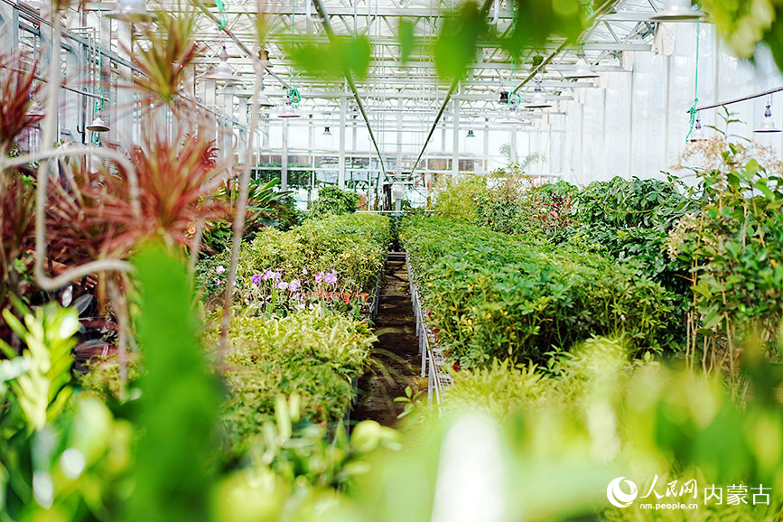 谢尔塔拉“水晶花宫”内，各类植物茁长生成。人民网记者 张聿修摄