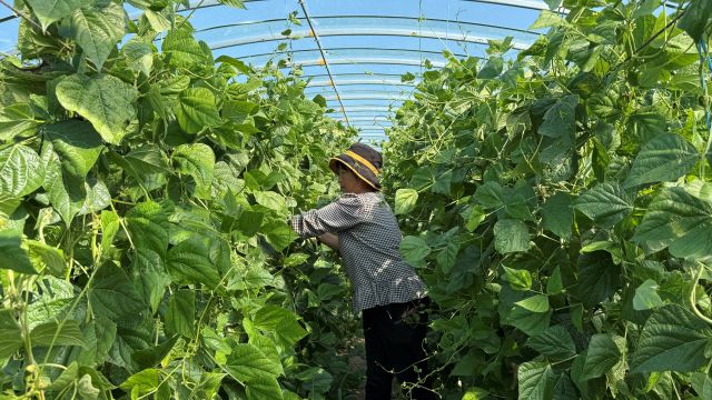 杜爾基鎮烏蘭中嘎查蔬菜大棚鱗次櫛比。