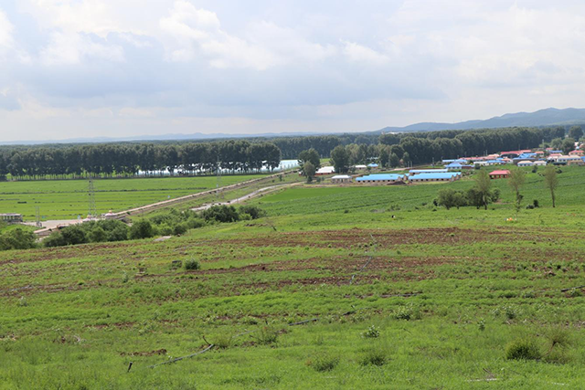 勝利嘎查樹莓種植基地