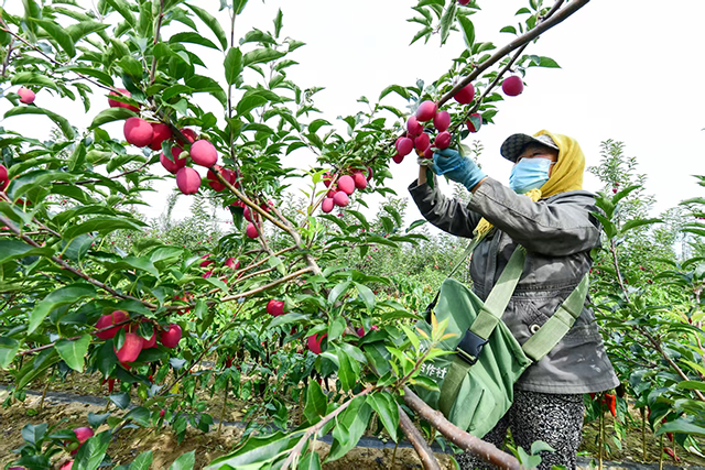 “塞外红”苹果美了生态、富了口袋。张启民摄