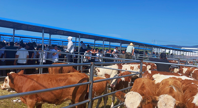 巴彦乌兰额尔吐嘎查牲畜交易市场人气十足、肉牛集中交易拓宽农牧民致富路。