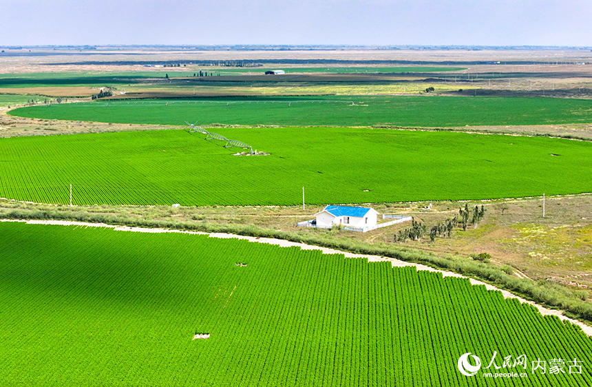 鄂托克前旗昂素鎮沙漠牧草基地景色。王正攝