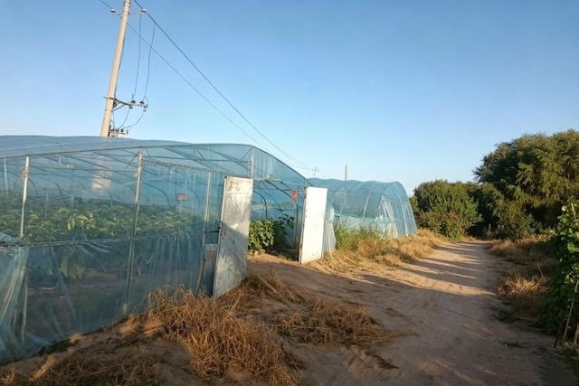 代钦塔拉苏木利用庭院闲置空地建起的连片蔬菜大棚。恩和摄