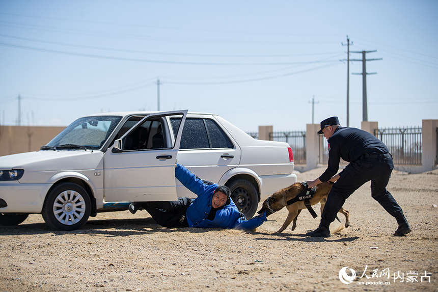 警犬协助训导员抓获“犯罪嫌疑人”。郭鹏杰摄