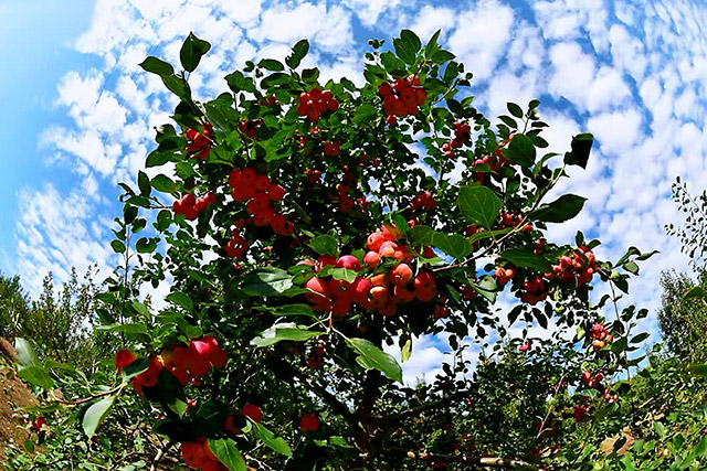 饱满红润的果实压满枝头，尽显丰收盛景。
