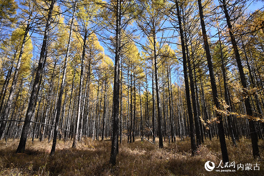 根河秋景。人民网记者 刘艺琳摄