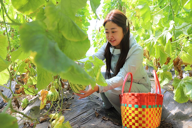 游客正在採摘成熟的香瓜。