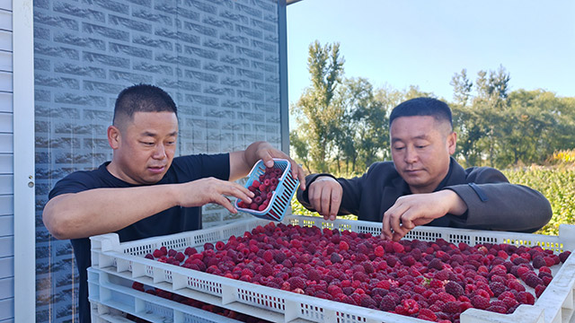 工作人員正在分揀篩選樹莓鮮果，嚴把果品質量，推動特色產業提質發展。鄭明攝