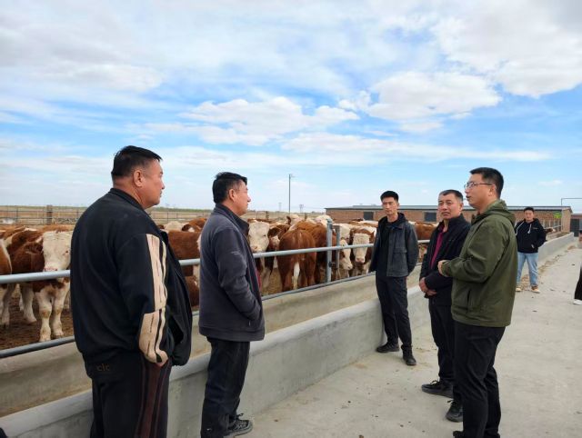 中國農業大學吳浩副教授走進科右中旗科技小院，為農牧民傳授肉牛養殖技術。