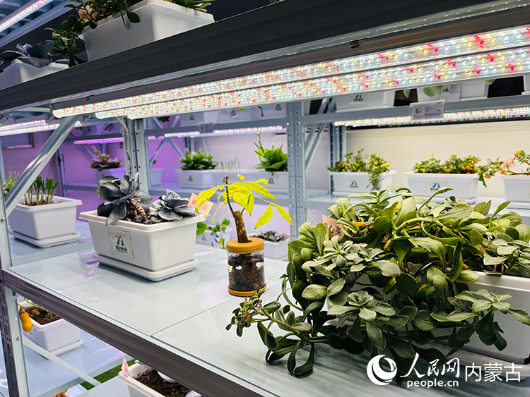 内蒙古国创稀品科技有限公司内的农业种植实验室。人民网记者 张聿修摄
