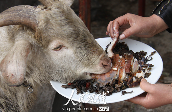 山东临沂异食癖山羊喝酒吃肉撒酒疯