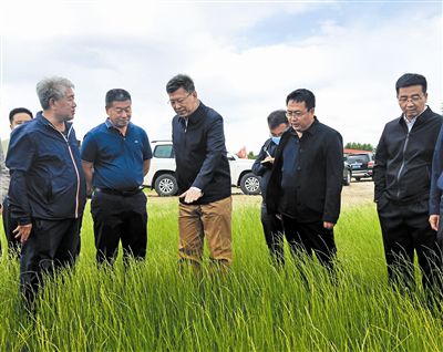 自治区党委常委、市委书记孟宪东在开鲁县小街基镇中心村5000亩中科羊草基地调研。