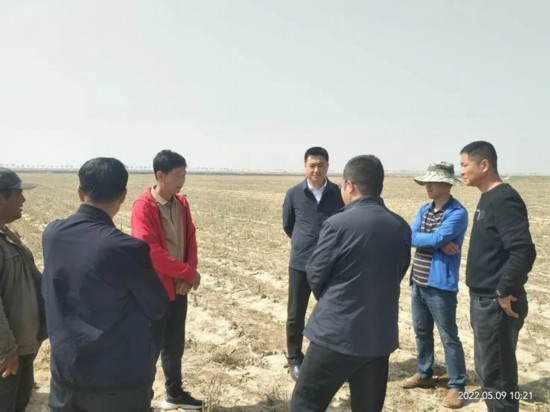 第一书记刘鑫陪同农科院专家考察黄河近滩区糜米种植情况。