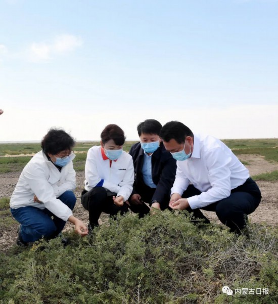 9月15日，王莉霞在察汗淖尔湿地公园实地查看植被恢复情况。记者韩卿立摄