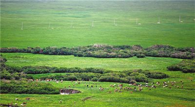 乌拉盖草原的和谐美景。