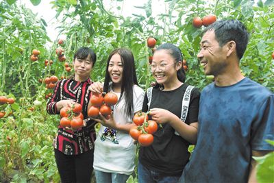 游客在採摘番茄。
