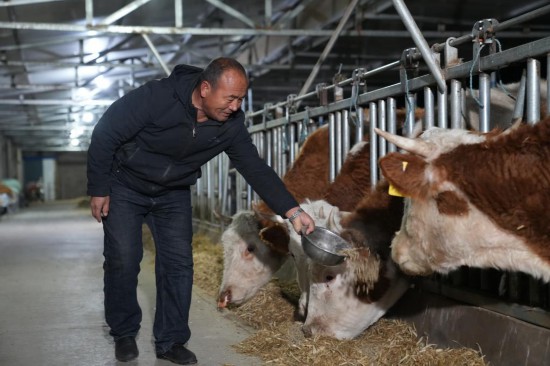 格其葉樂圖在牛棚裡給牛投喂顆粒飼料。受訪者供圖