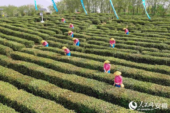 徽茶开采。人民网记者 陈若天摄