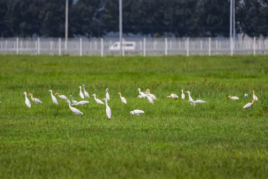 華晨寶馬裡達工廠內的水面、草坪，成了國家二級保護動物牛背鷺的棲息地。華晨寶馬供圖